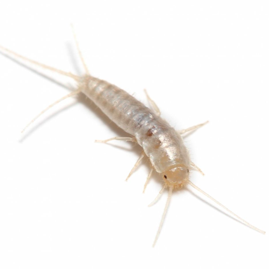 Ovnfisk