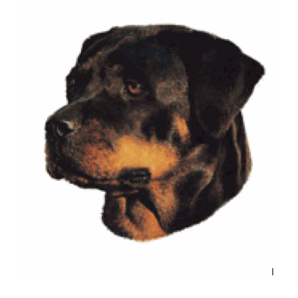 Rottweiler