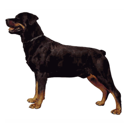 Stående Rottweiler