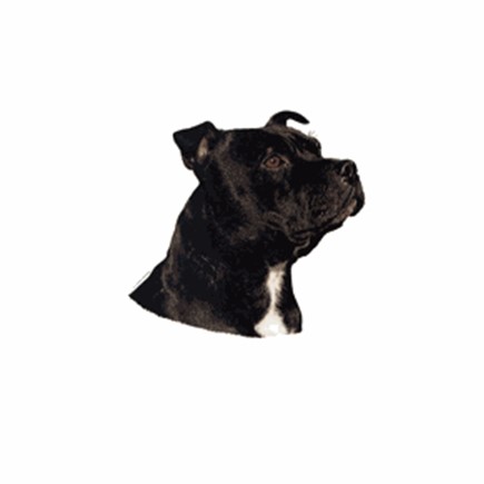 Staffordshire Bull Terrier