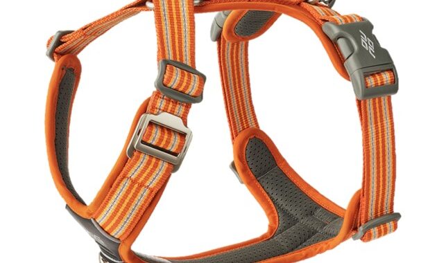 lækker og stilfuld orange H sele med reflekser