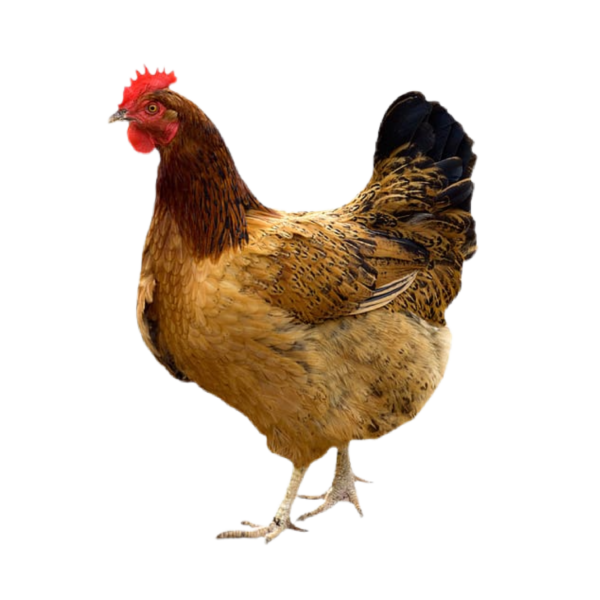 Høns