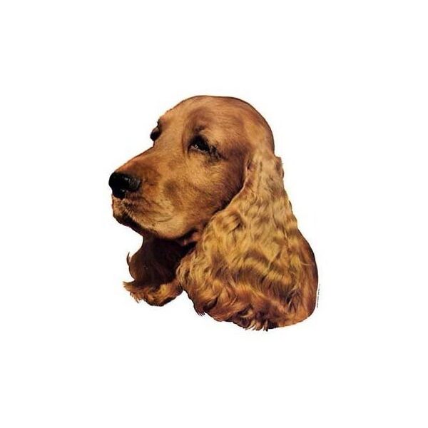 Engelsk Cocker Spaniel Rød