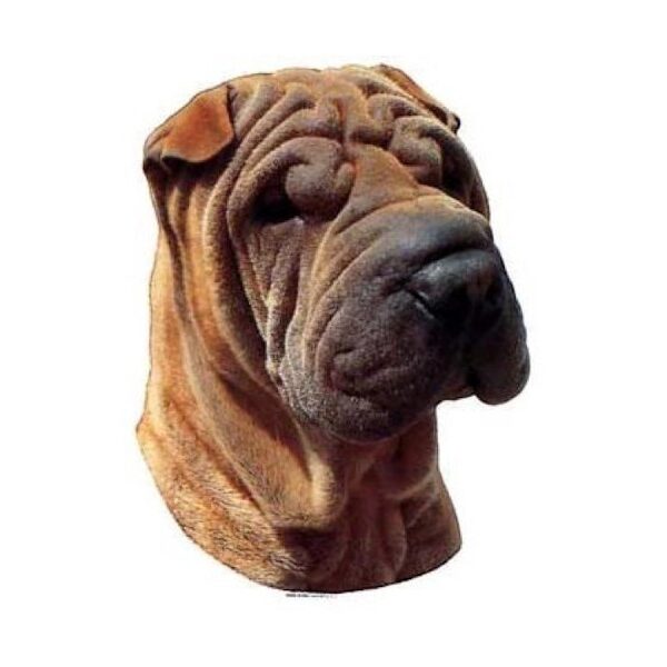 Shar Pei