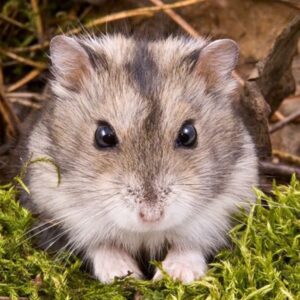 hamster starterpakke