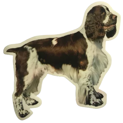 Stående Engelsk Springer Spaniel