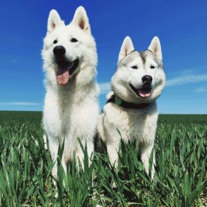 to hvide hunde