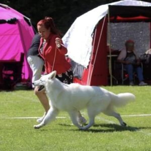 Agilitytræning med hvid hund