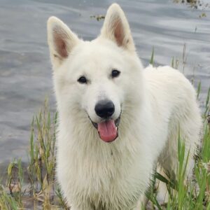 hvid hund der er ude og bade i en sø