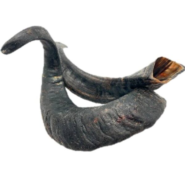Naturligt lammehorn