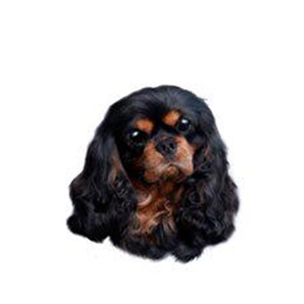 Hundeklistermærke af Sort/brun Cavalier King Charles