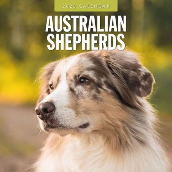 Hundekalender fyldt med billeder kun af Australian Shepherd