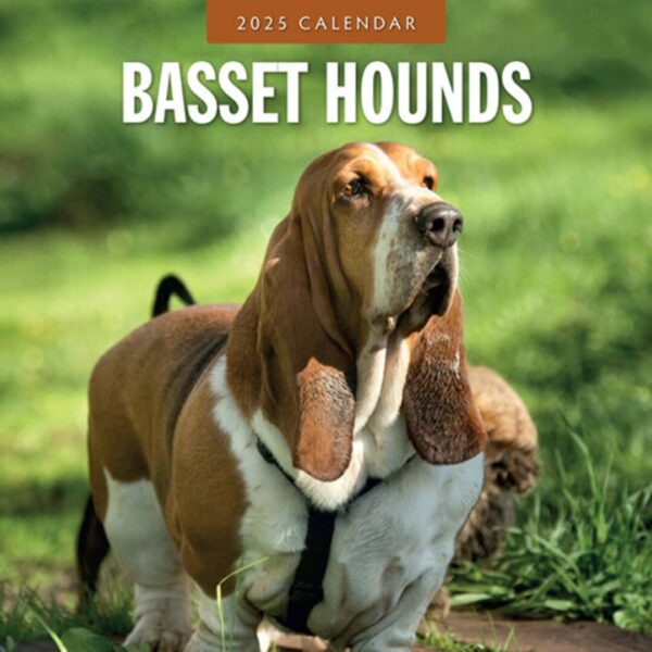 Hundekalender fyldt med billeder kun af Basset Hound