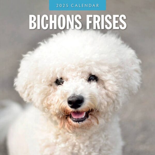 Kalender kun med billeder af hunderacen Bichon Frisé