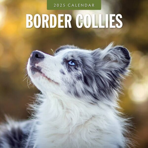 Kalender kun med billeder af Border Collie