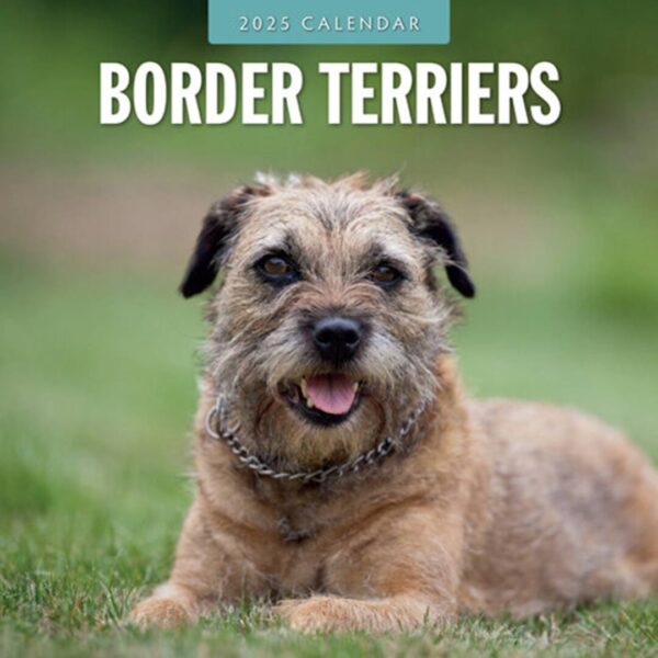 Kalender fyldt med billeder af kun Border Terrier