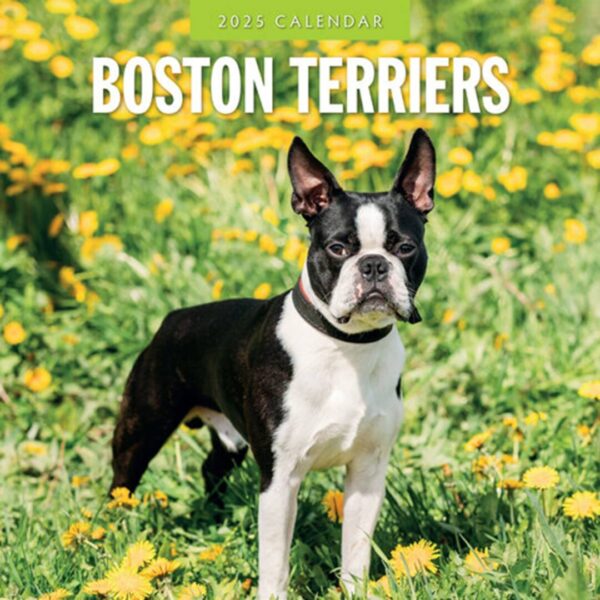 Kalender kun med billeder af Boston Terrier