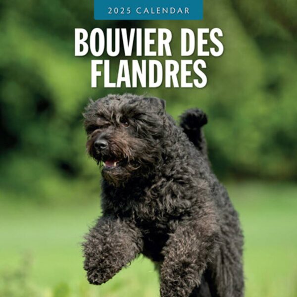 Kalender kun med billeder af hunderacen Bouvier des Flandres