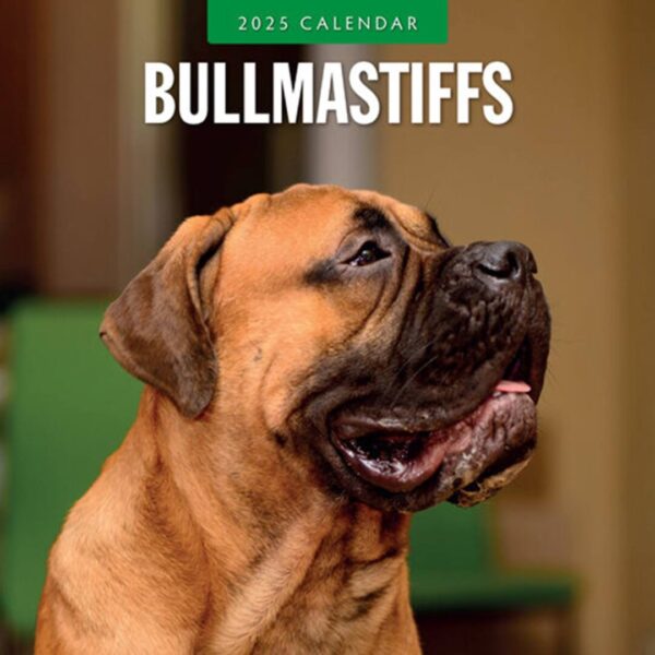 Kalender kun med smukke billeder af Bullmastiff