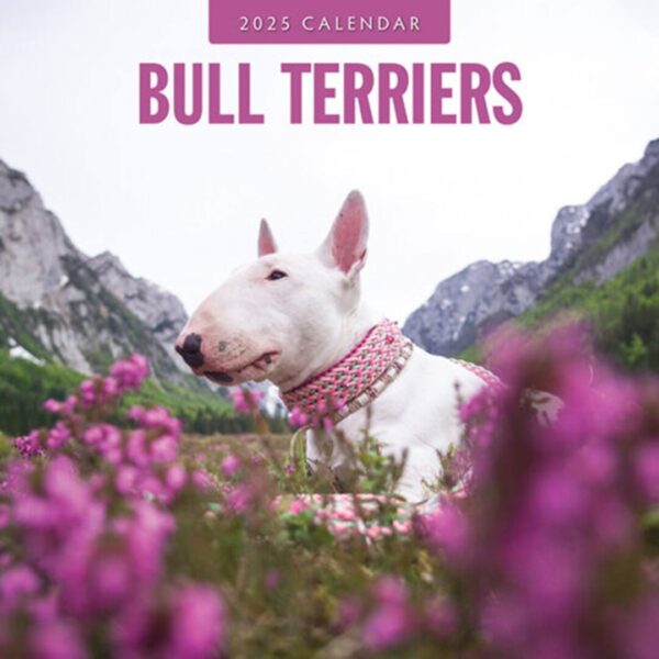 kalender kun med billeder af racen Bullterrier