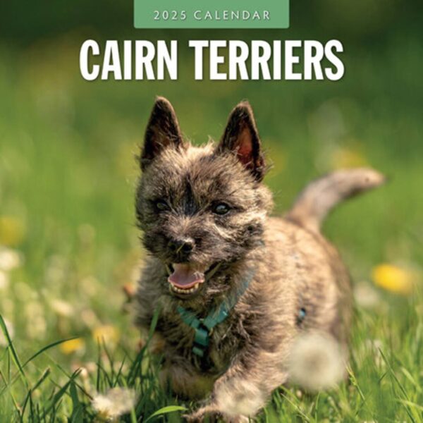 Cairn Terrier kalender kun med billeder af denne hunderace