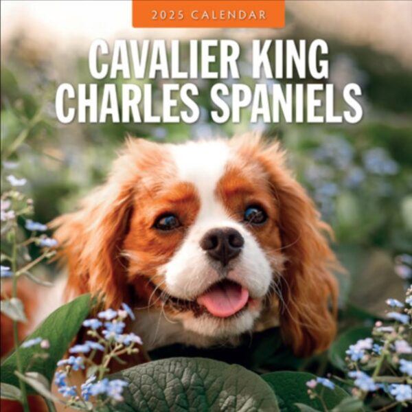 Kalender kun med smukke billeder af racen Cavalier King Charles Spaniel