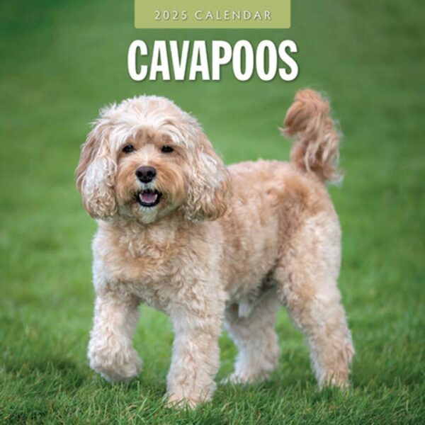 Cavapoo kalender kun med billeder af disse hunde