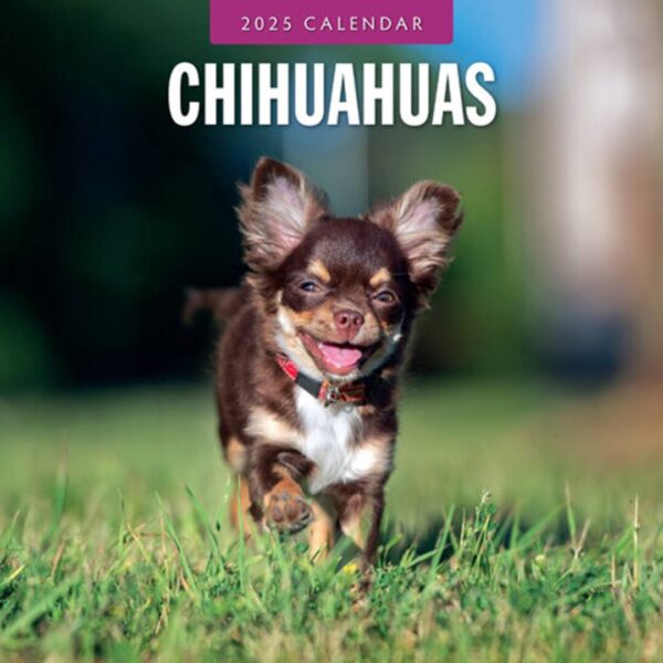 Chihuahua kalender kun med billeder af denne hunderace