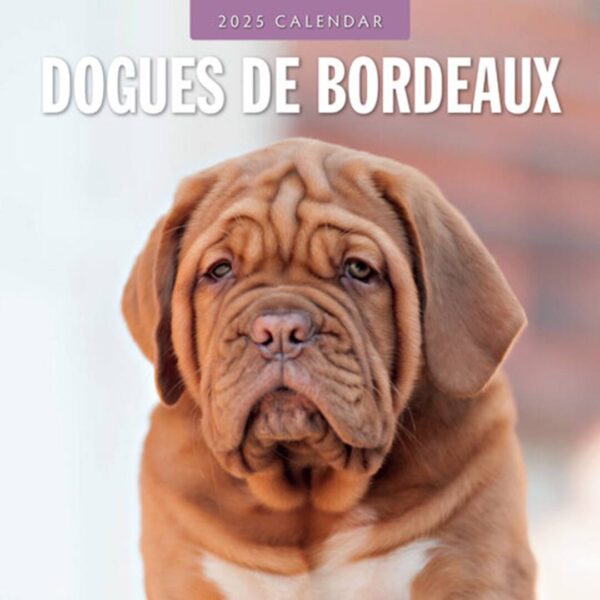 Dogue De Bordeaux kalender kun med smukke billeder af denne hunderace