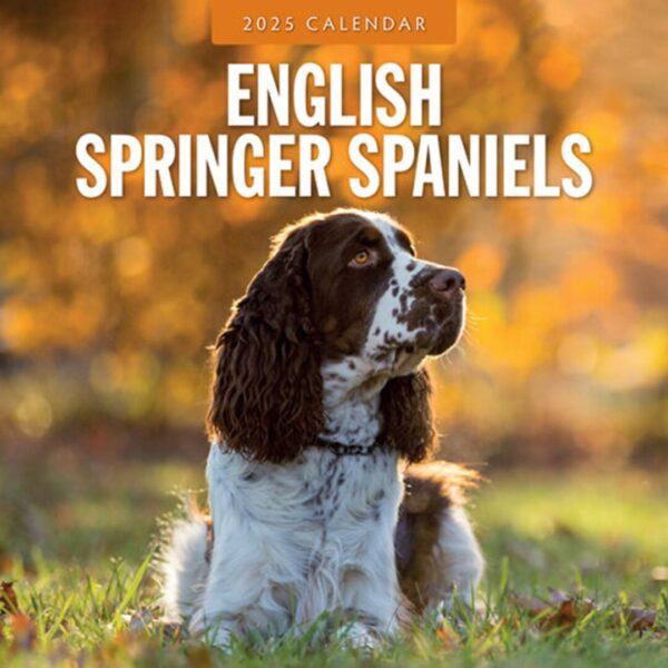 Engelsk Springer Spaniel Kalender kun med billeder af denne race