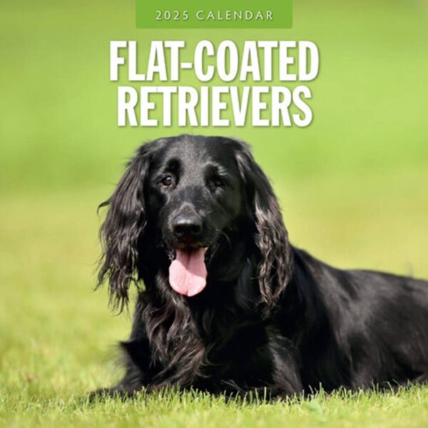 Flatcoated Retriever kalender kun med smukke billeder af denne hunderace