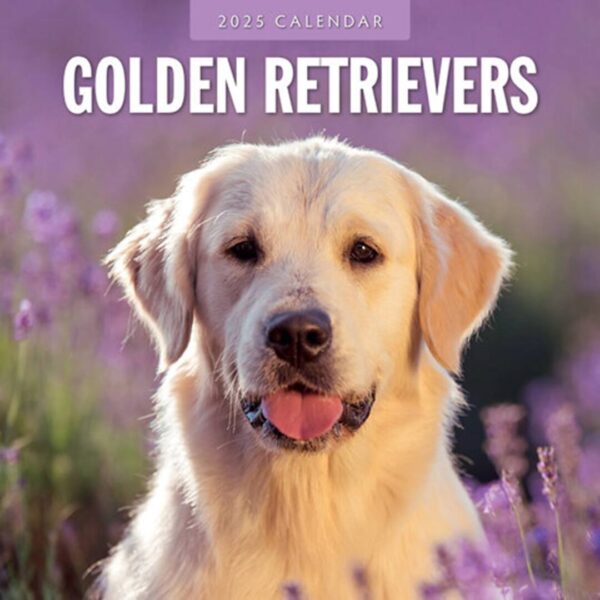 Golden Retriever kalender med 12 smukke billeder kun af denne race