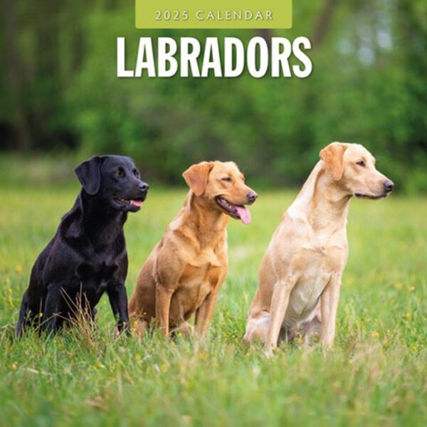 Labrador Retriever kalender fyldt med 12 smukke billeder