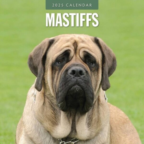 Hunde Kalendere med Mastiff - 12 smukke billeder