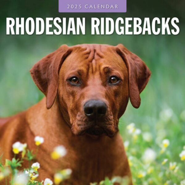 Rhodesian Ridgeback kalender - Kun billeder af denne hunderace