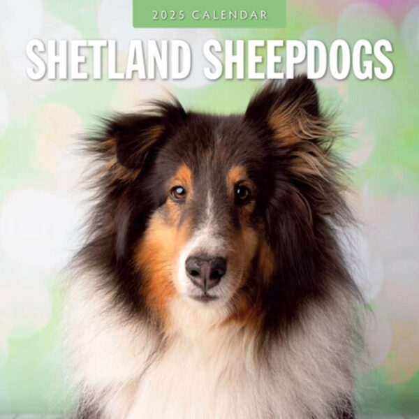 Kalender fyldt med billeder af Shetland Sheepdog - Nyt billede hver måned