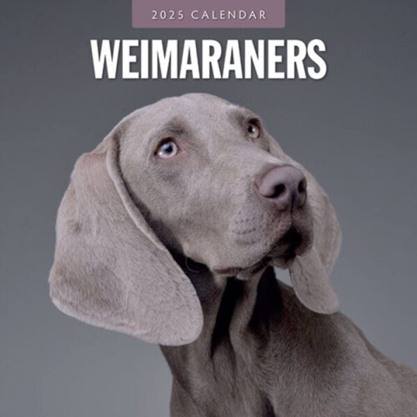 Kalender fyldt med billeder af hunde racen Weimaraner