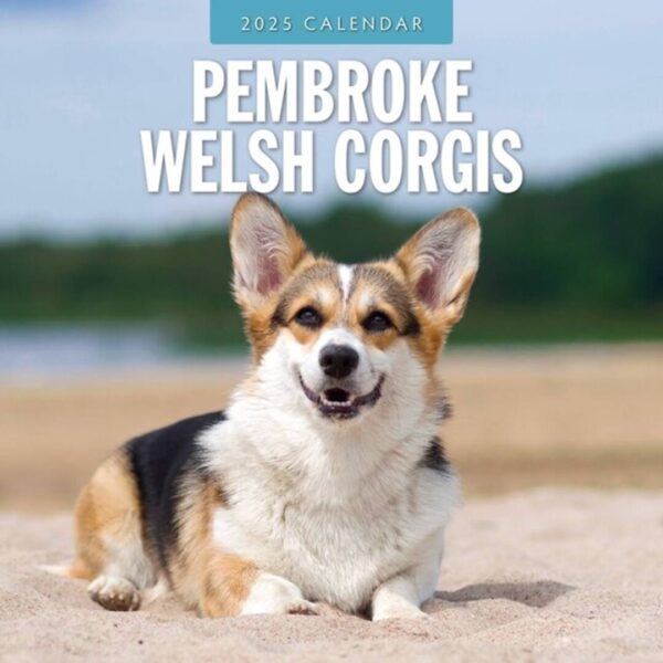 Kalender med 12 forskellgei billeder af Welsh Corgi Pembroke i forskellige omgivelser