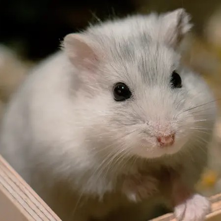 Hamster Starterpakke 4