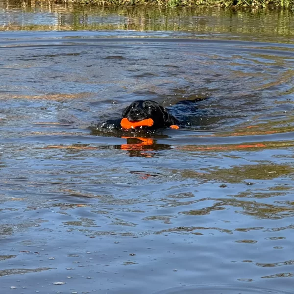 Dog Comets Float Orange Lighthouse - Image 4