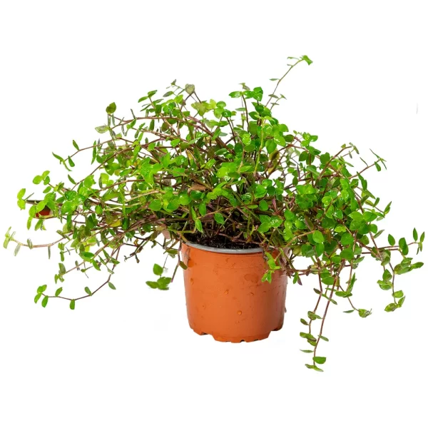 Calissia Repens Plante til Smådyr 12 cm