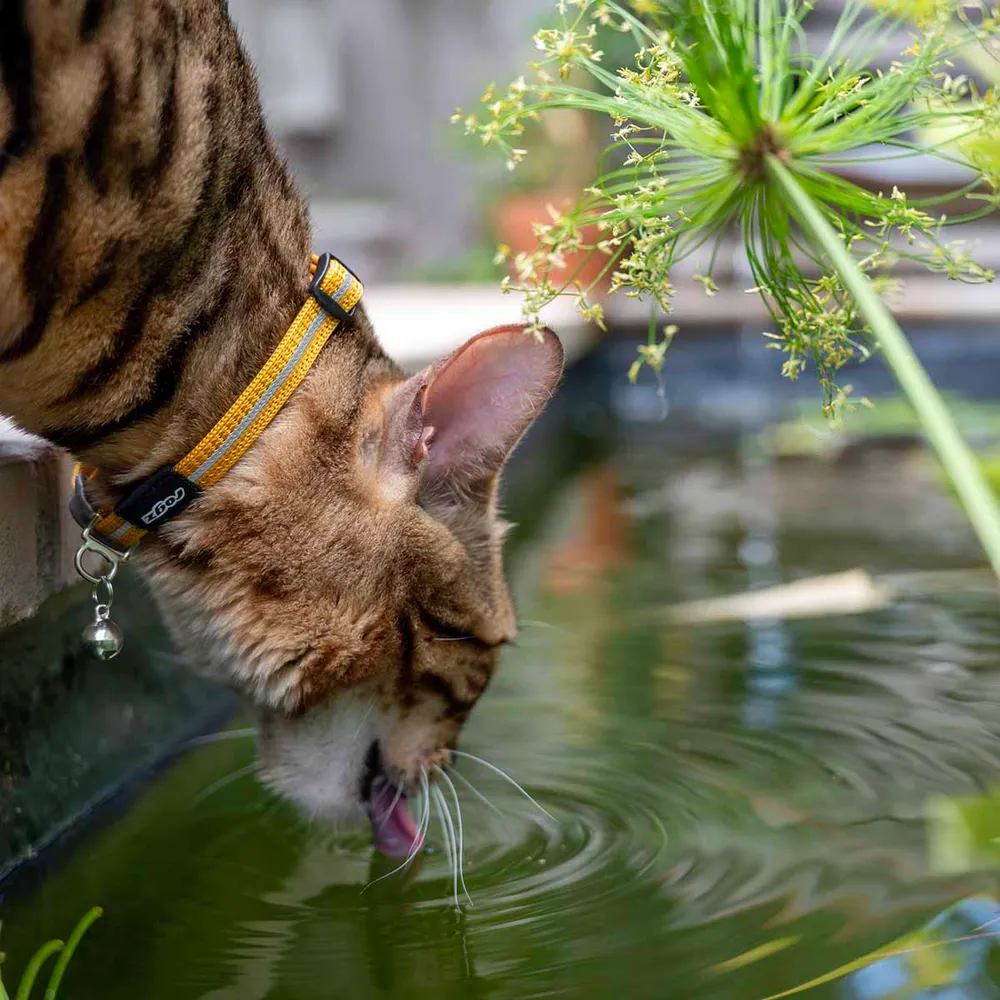 rogz alley cat reflective gold til katte