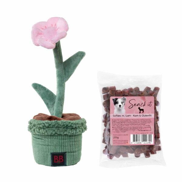 BLOMST snuseplante med 1 pose godbidder