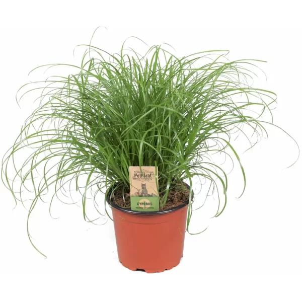 Kattegræs klar til brug