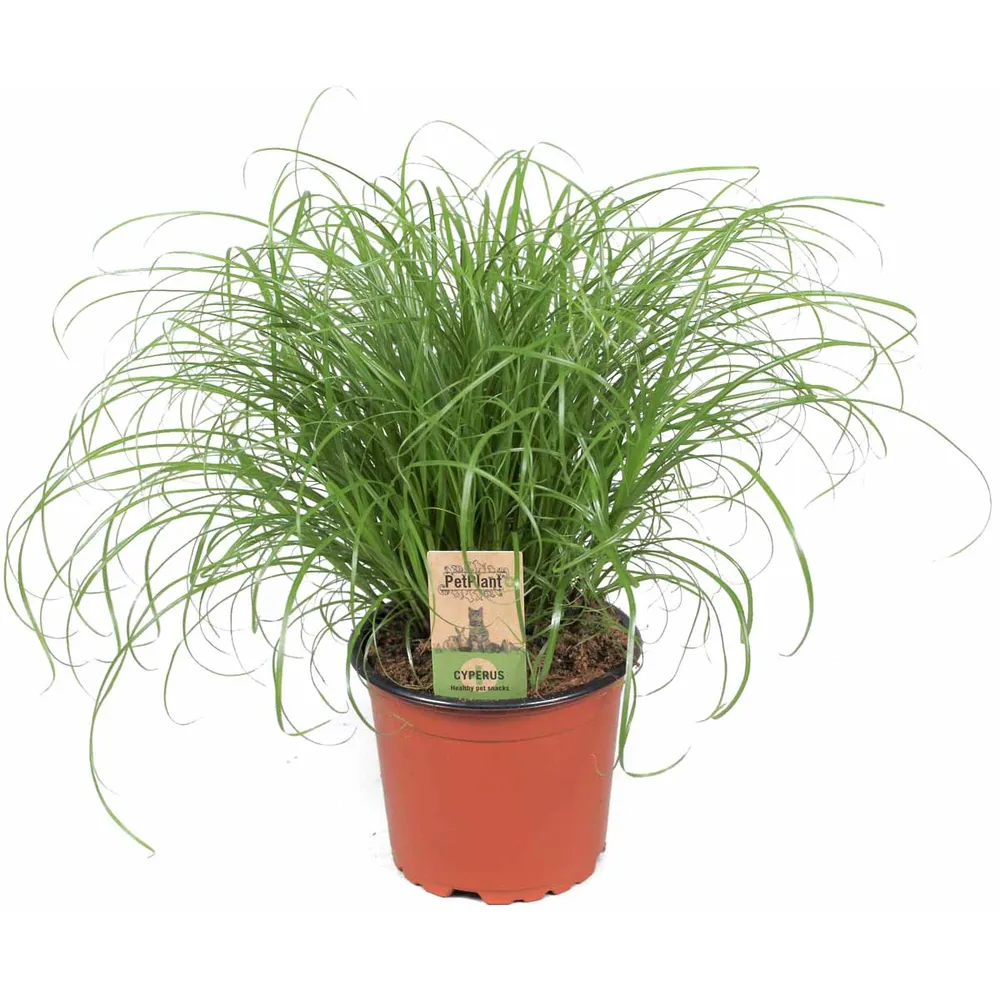 Kattegræs klar til brug