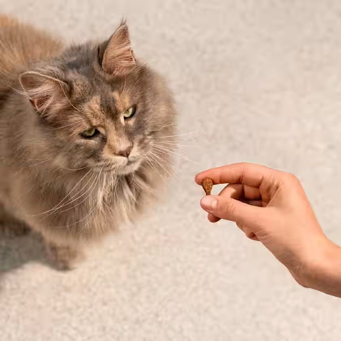 Carnilove Cat Soft Turkey Enriched With Catnip 50g - Image 4