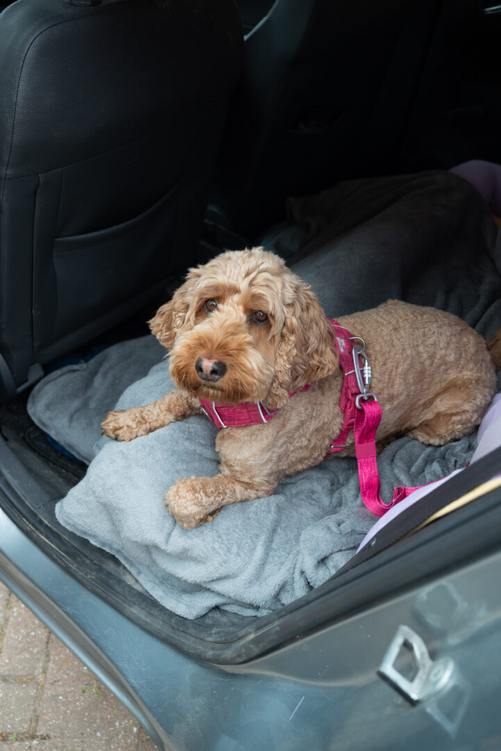 Twiggy Tags ISOFIX Sikkerhedssele Sakura - Image 2
