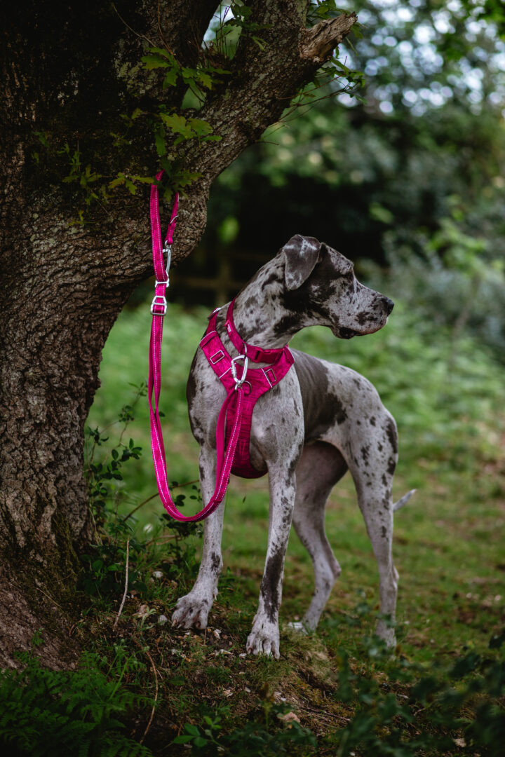 Twiggy Tags Multiway Hundesnor Sakura - Image 3