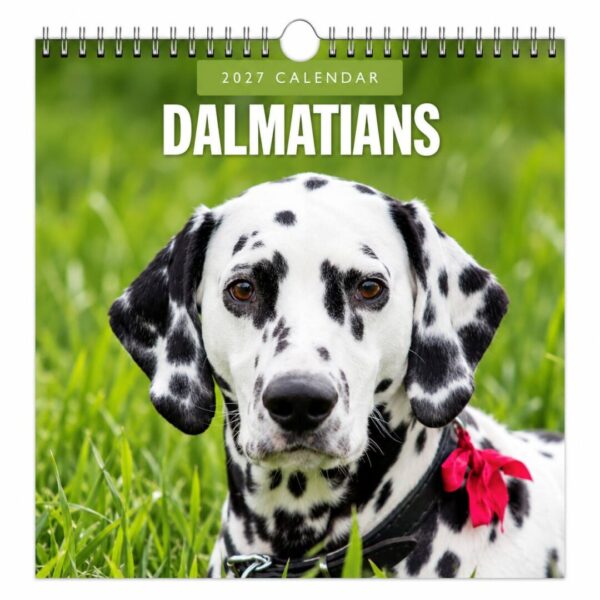 Kalender 2027 Dalmatiner