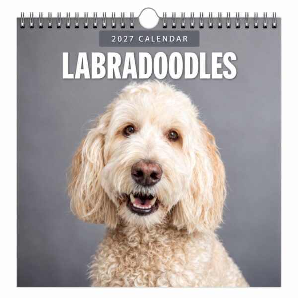 Kalender Labradoodle 2027
